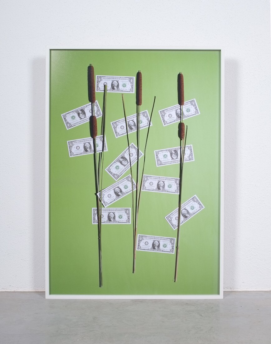 Annette Kelm Money Tree 01